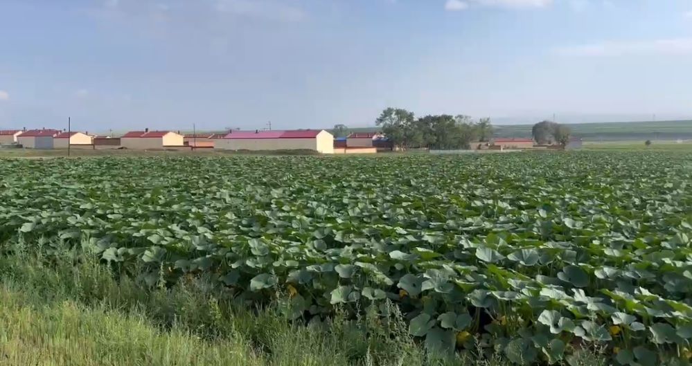 �����������D�����棬���������¸��lչ·