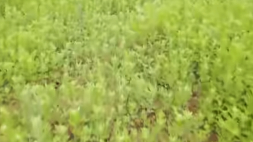 ��W������������`�����밬����I�{�У�̽��ˎ�òݼӹ���·��