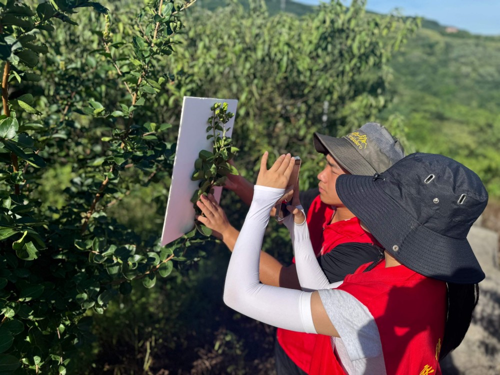 ���DƬ����