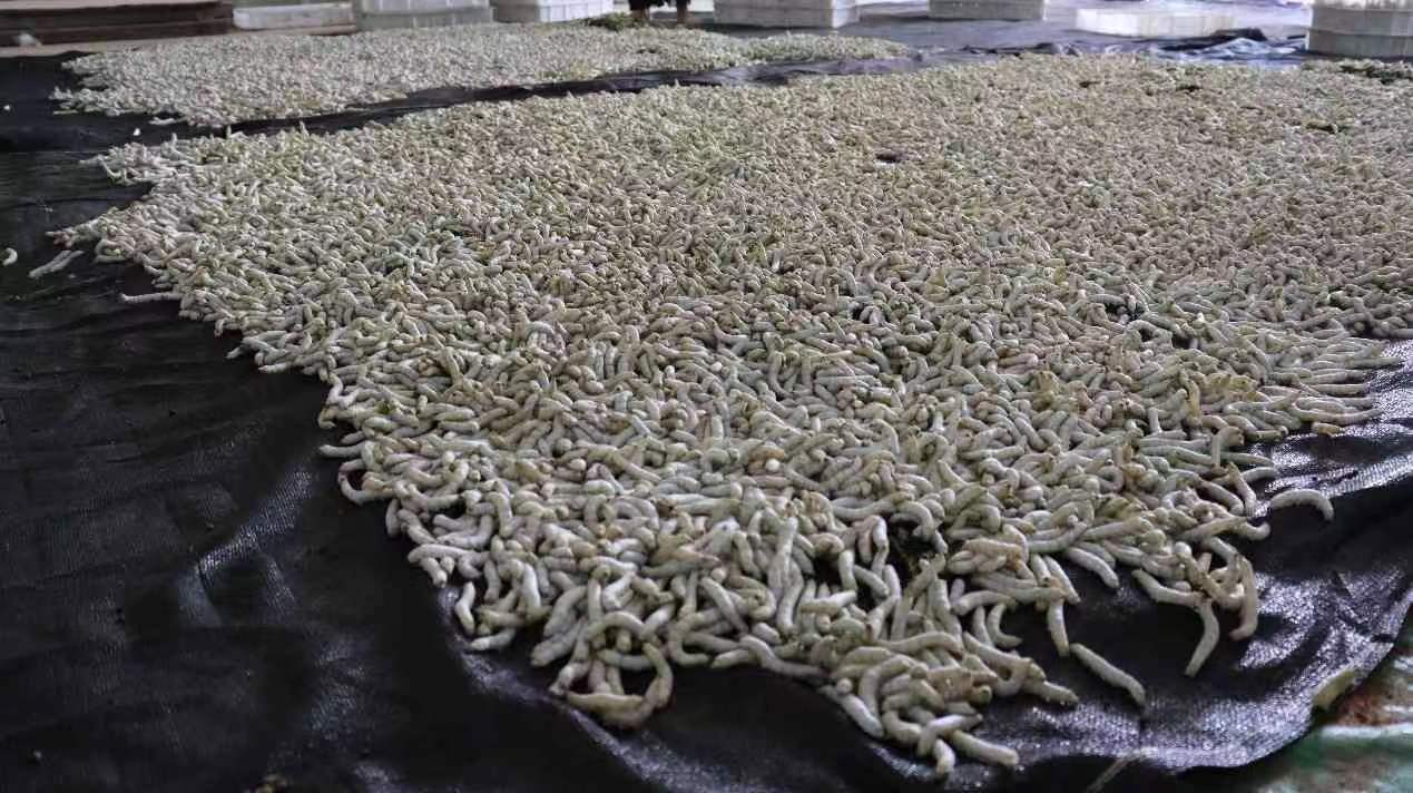 �Q�z������̽���Q�z������ľ��ɹ�ˇ